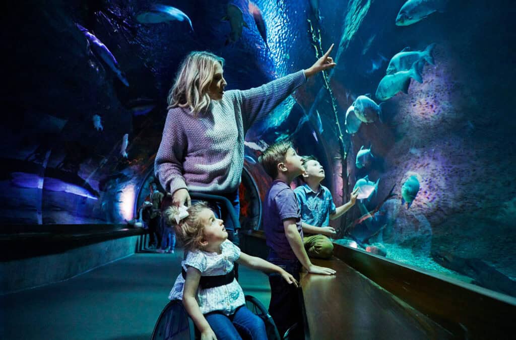 Family observes aquatic life at Wildlife National Museum & Aquarium in Springfield, Missouri