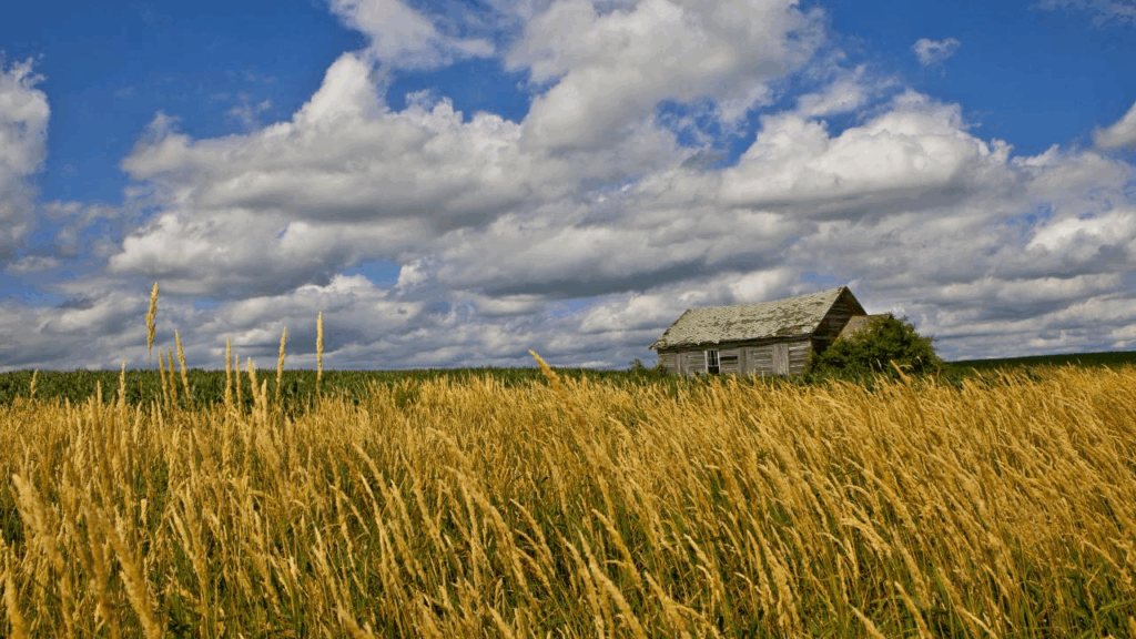 Clouds pass above swaying prairie grass